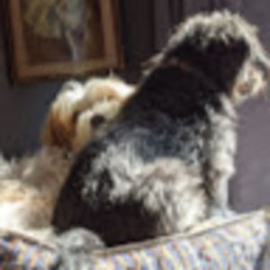 Meet your Posher, Sandy